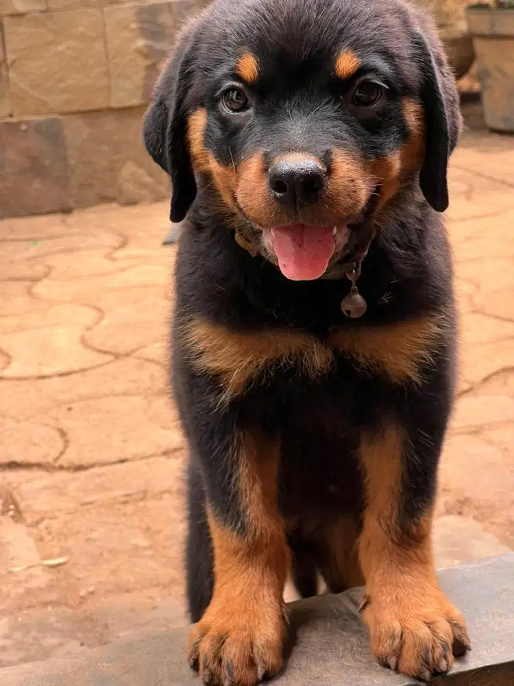 PUPPIES ROTTWEILER