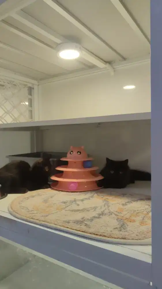 Kucing kitten munhckin cebol pendek jantan hitam