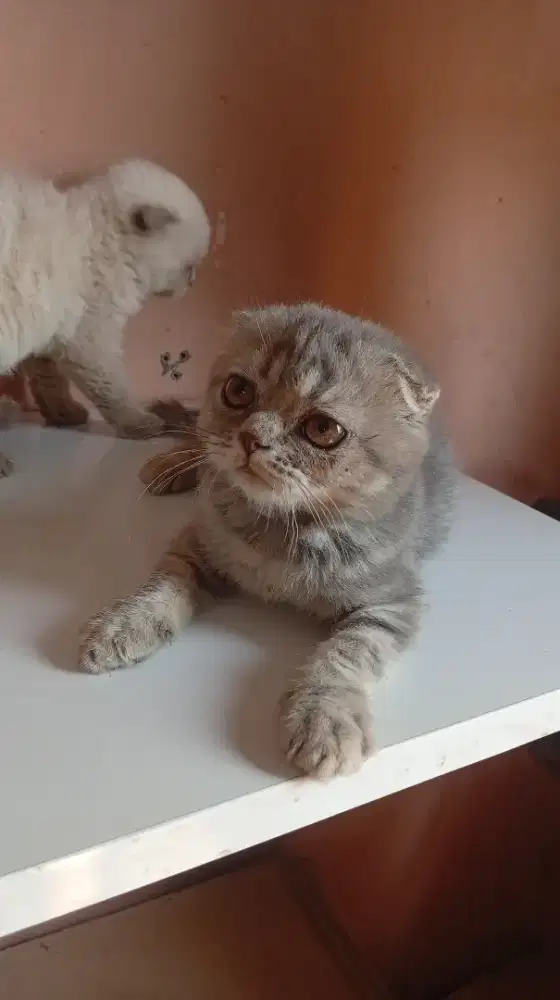Kucing Scottish fold jakarta selatan