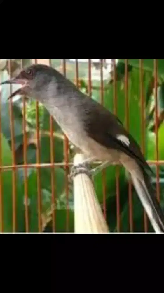 Burung Muray air masteran