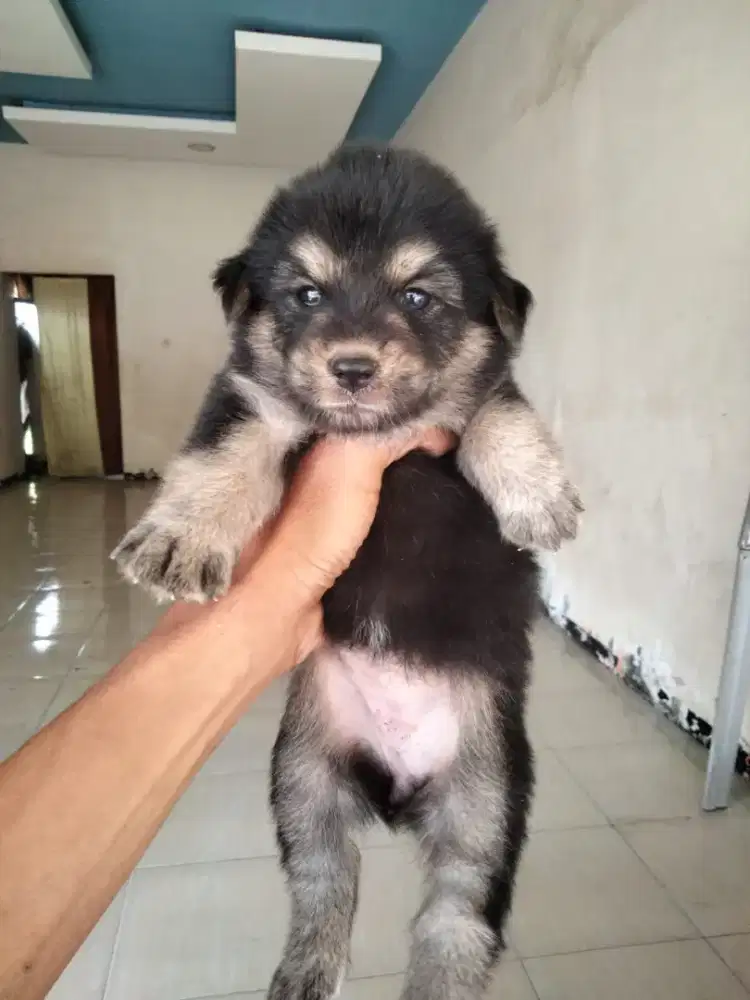 Jual Anak Anjing Super Lucu