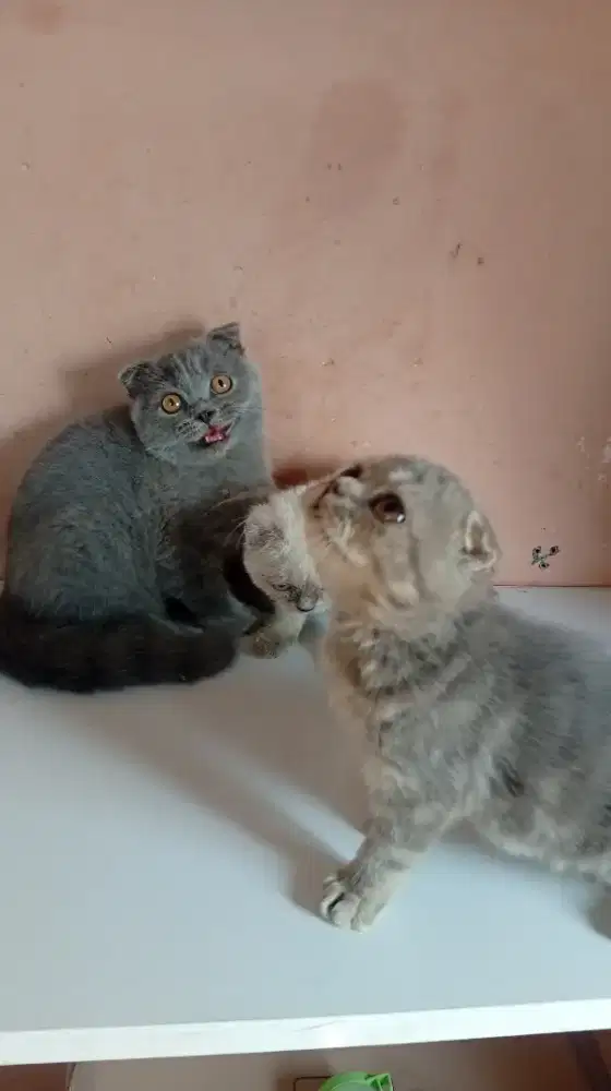 Kucing Scottish fold jakarta selatan