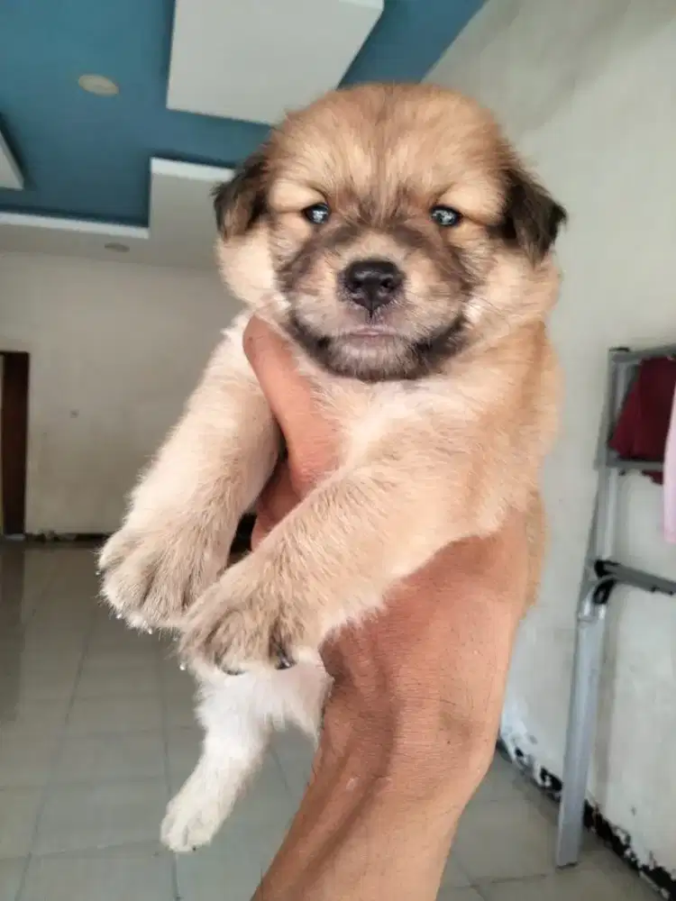 Jual Anak Anjing Super Lucu