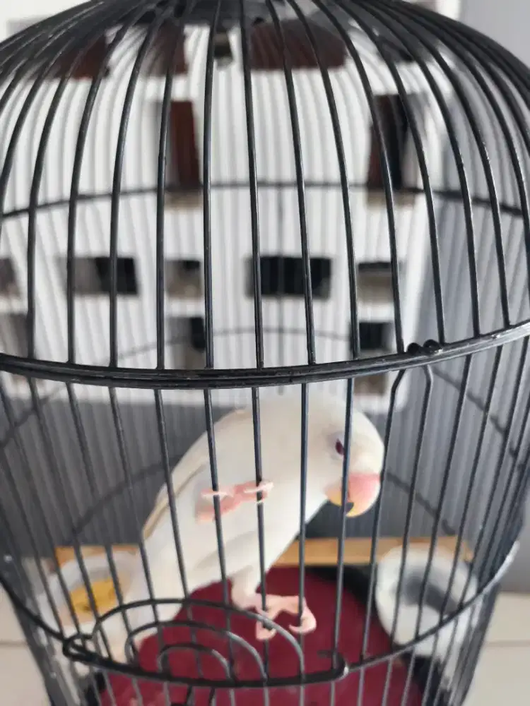 Lb albino pf mata merah