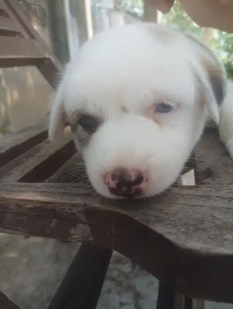 Jual anjing mix breed