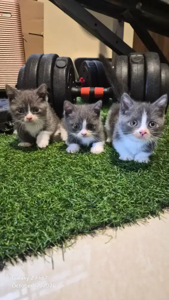 Jual Kucing BSH Munchkin BiColor