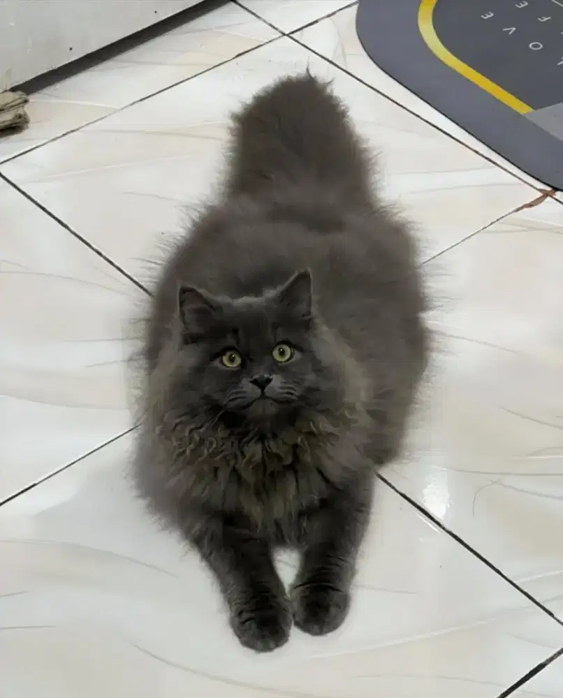 Kucing Persia Longhair Jantan Super Lebat Siap Kawin/Pejantan