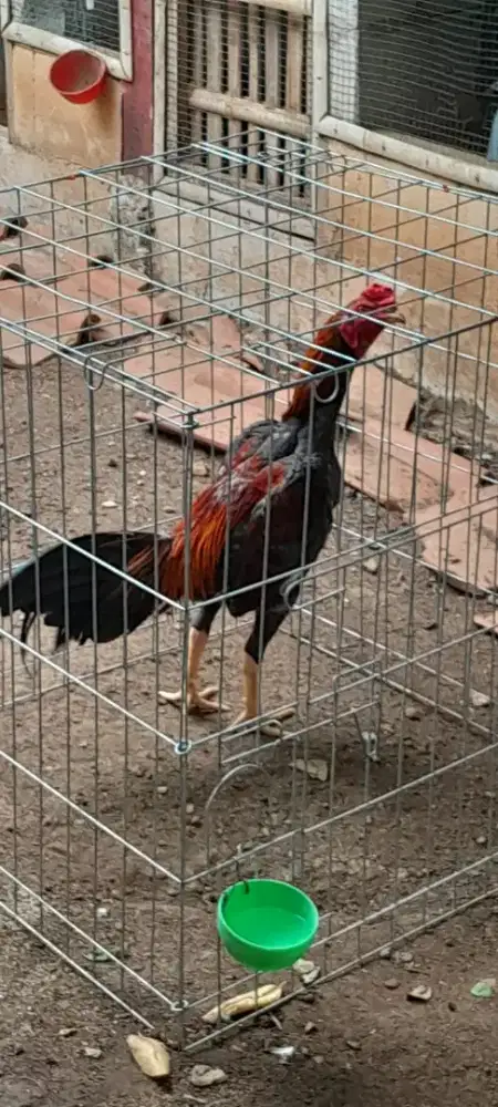 Ayam bangkok muda