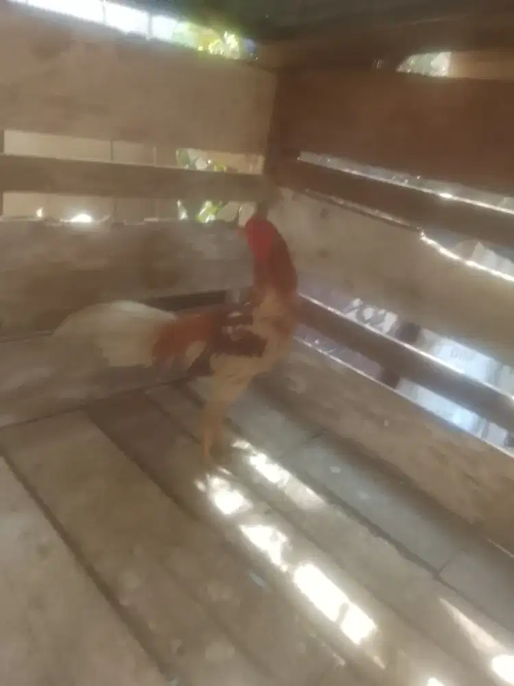 di jual ayam Bangkok Silangan Birma
