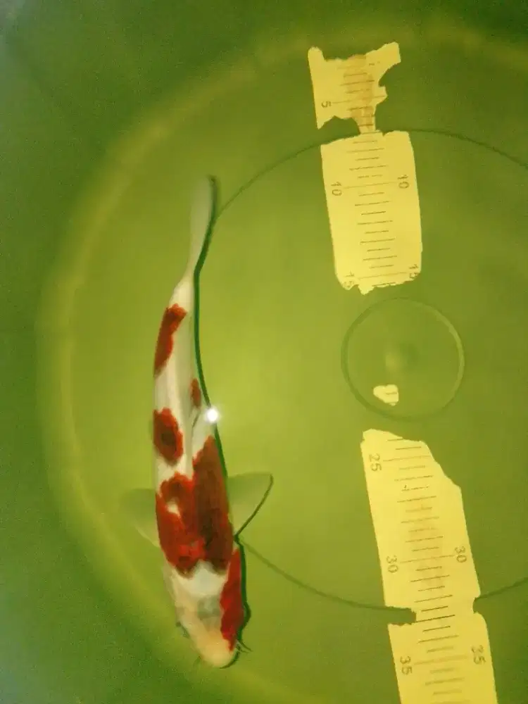 Ikan koi jenis Ai Goromo 24cm bagus HQ