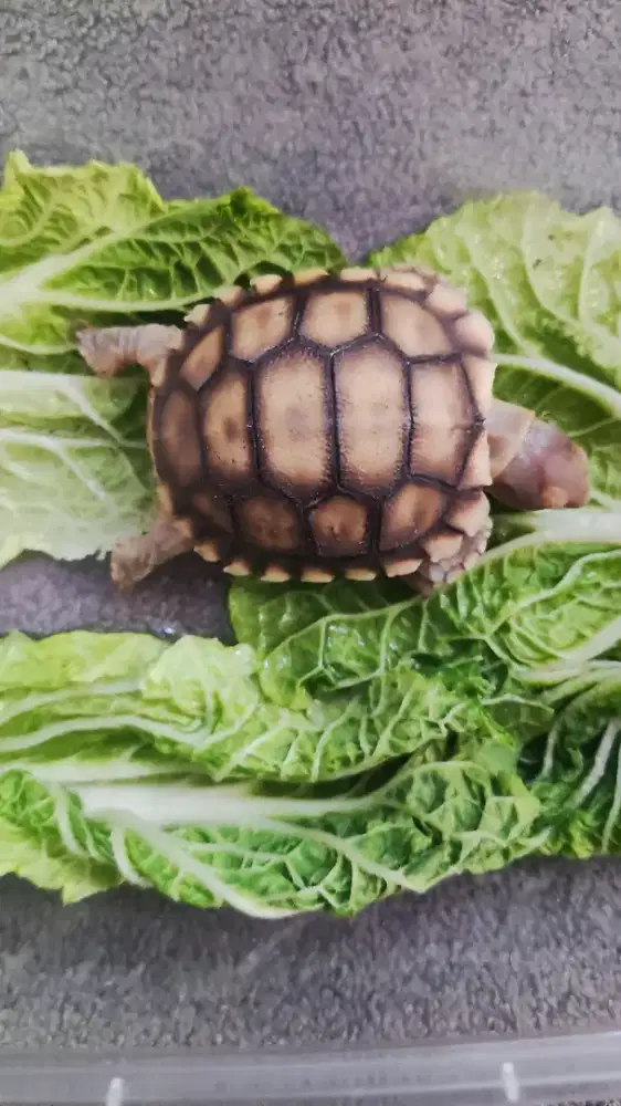 Kura kura sulcata