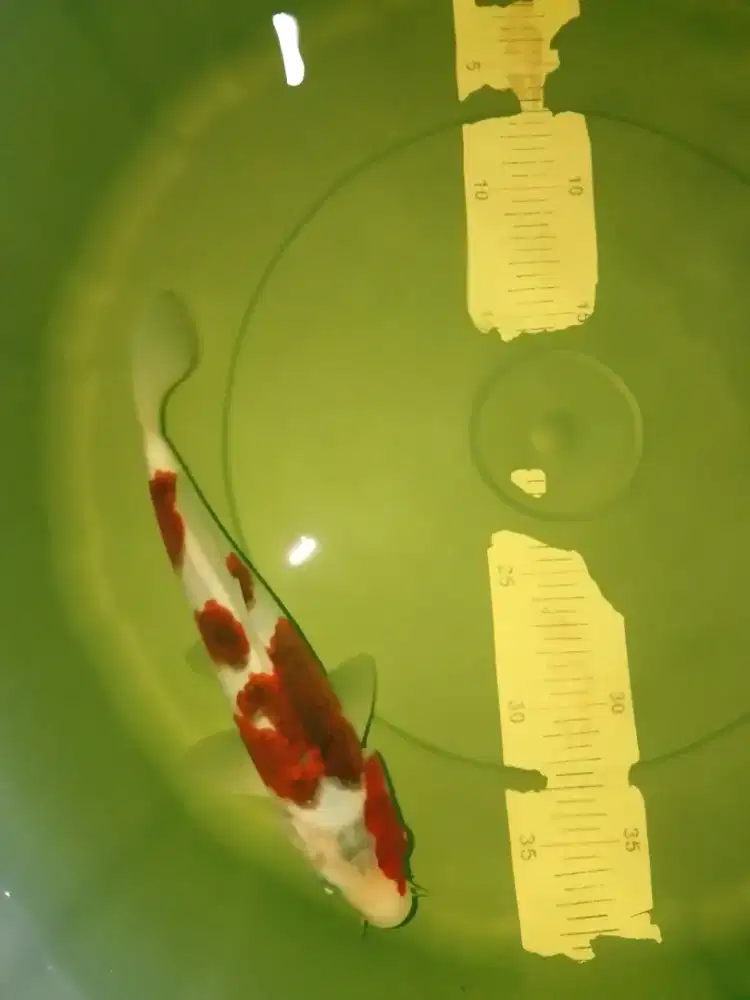 Ikan koi jenis Ai Goromo size 24cm bagus