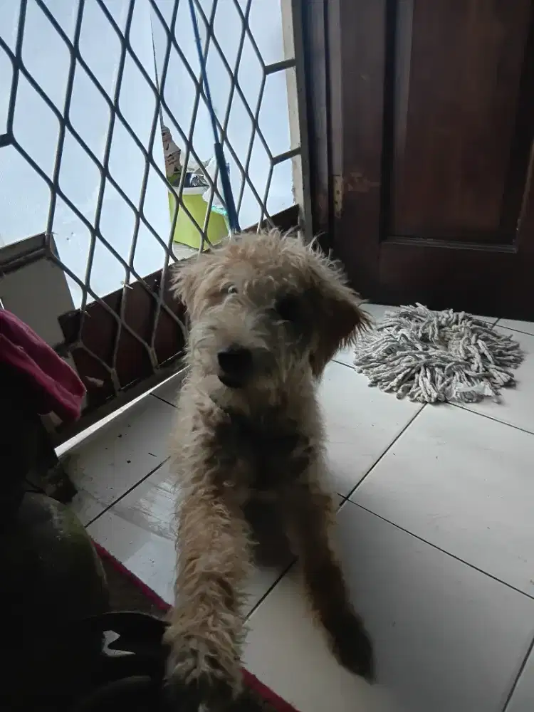 Anjing Poodle x snaucher