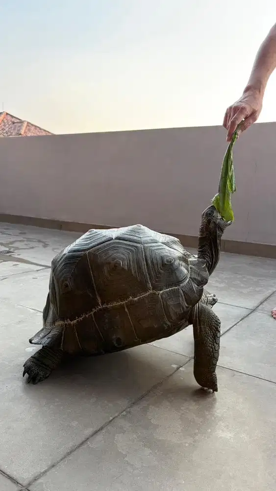Kura kura darat aldabra