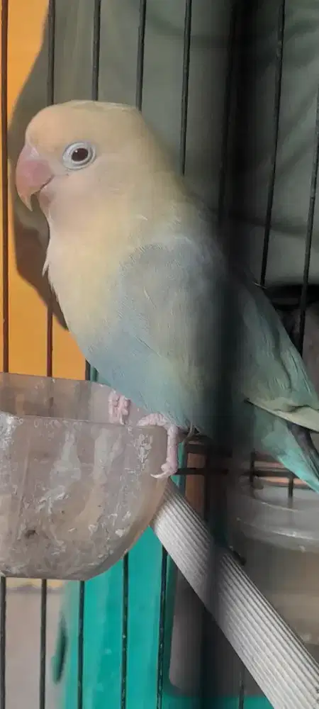 Lovebird Aqua PF betina mapan