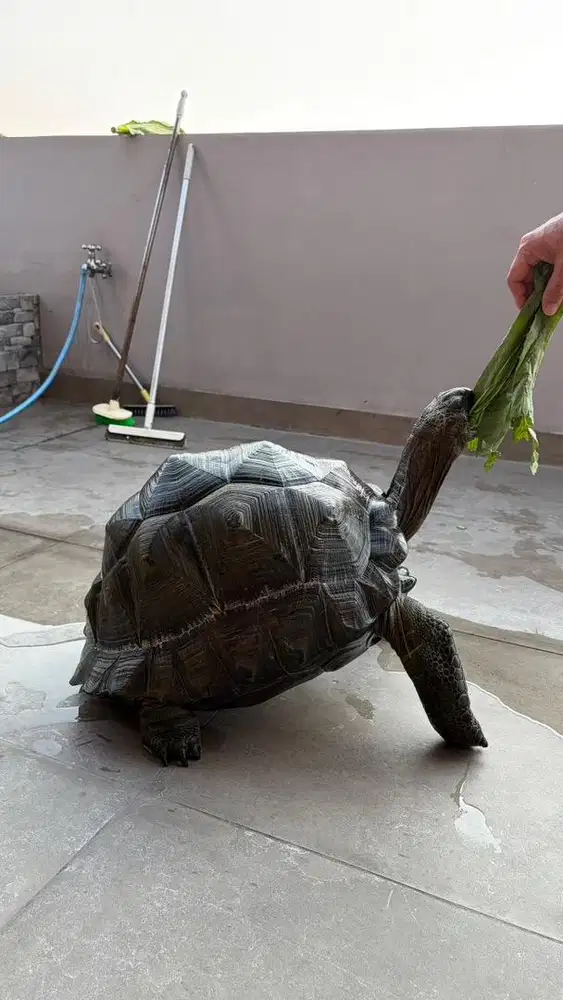 Kura kura darat aldabra