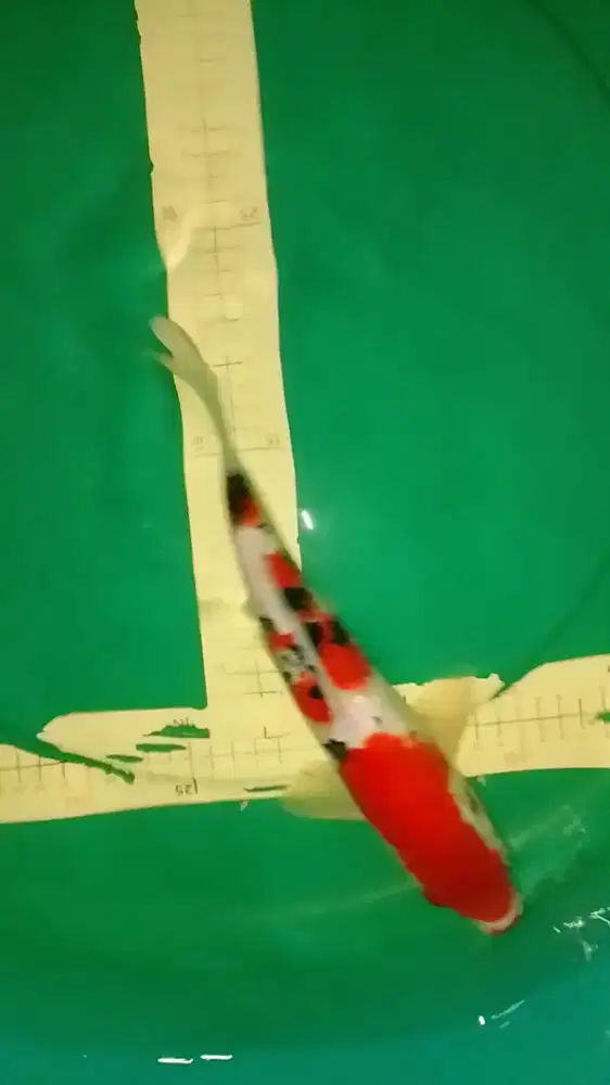 Ikan koi jenis SANKE 33cm HQ