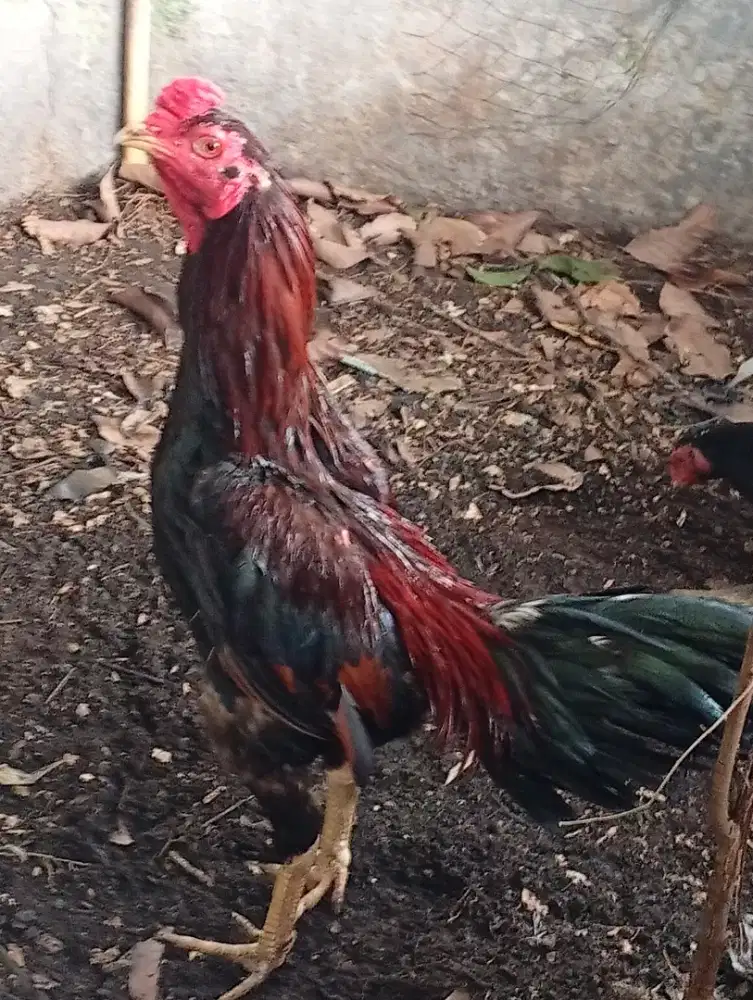Ayam Bangkok 3 ekor