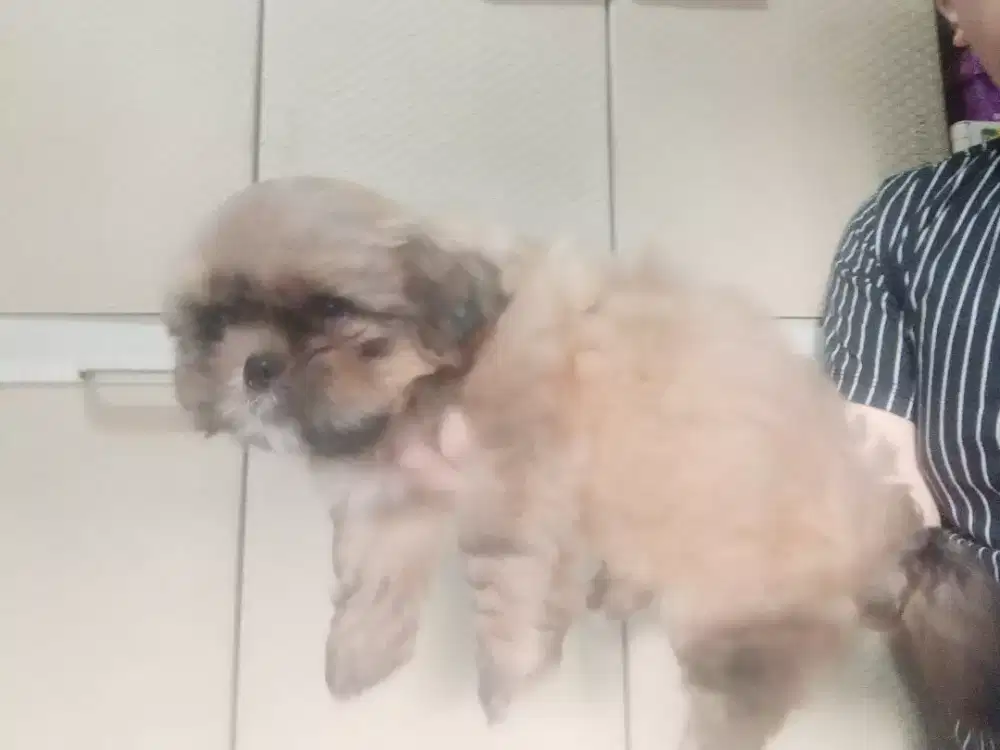 Yang mau mau ajah