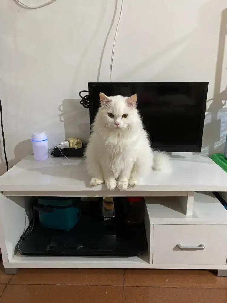 Kucing persia putih