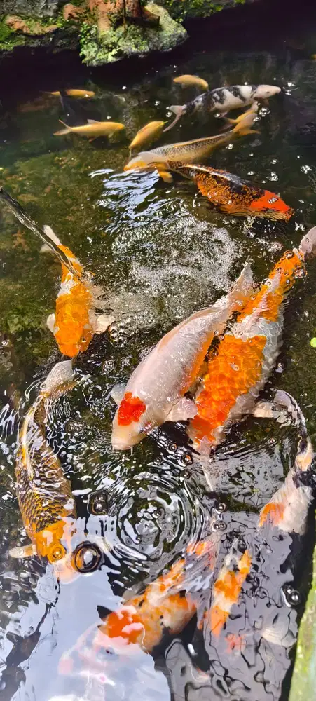 Ikan Koi Blitar, hasil bibit induk asli jepang, dipelihara kolam rumah