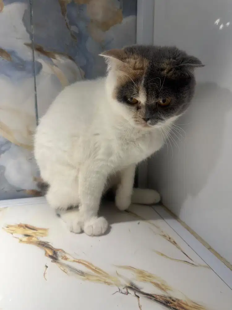 Bsh calico umur 17 bln