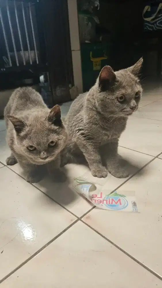 British Shorthair BSH Blue