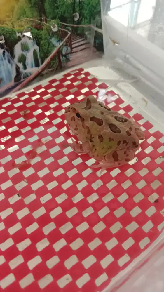 Pac man frog katak