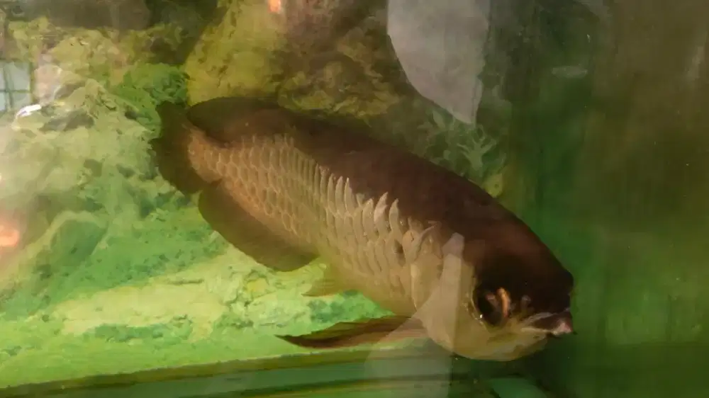 Ikan predator Arwana Golden Red/Red Tail Golden (RTG) 45cm