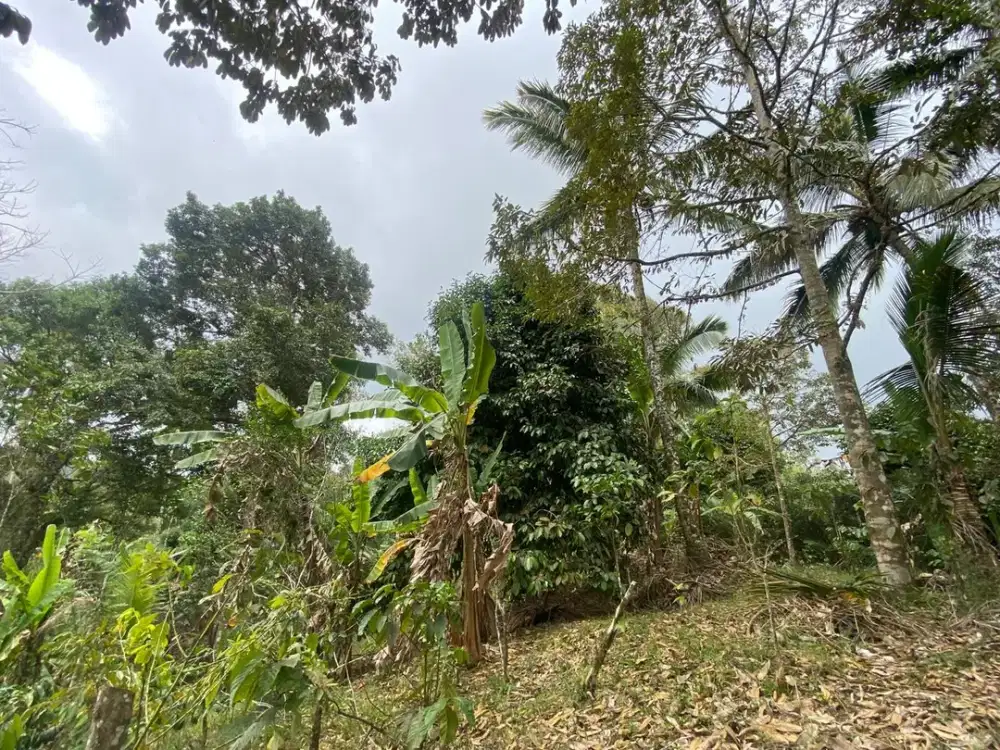 Dijual Kebun Produktif di Salah Satu Kawasan Wisata Terkenal