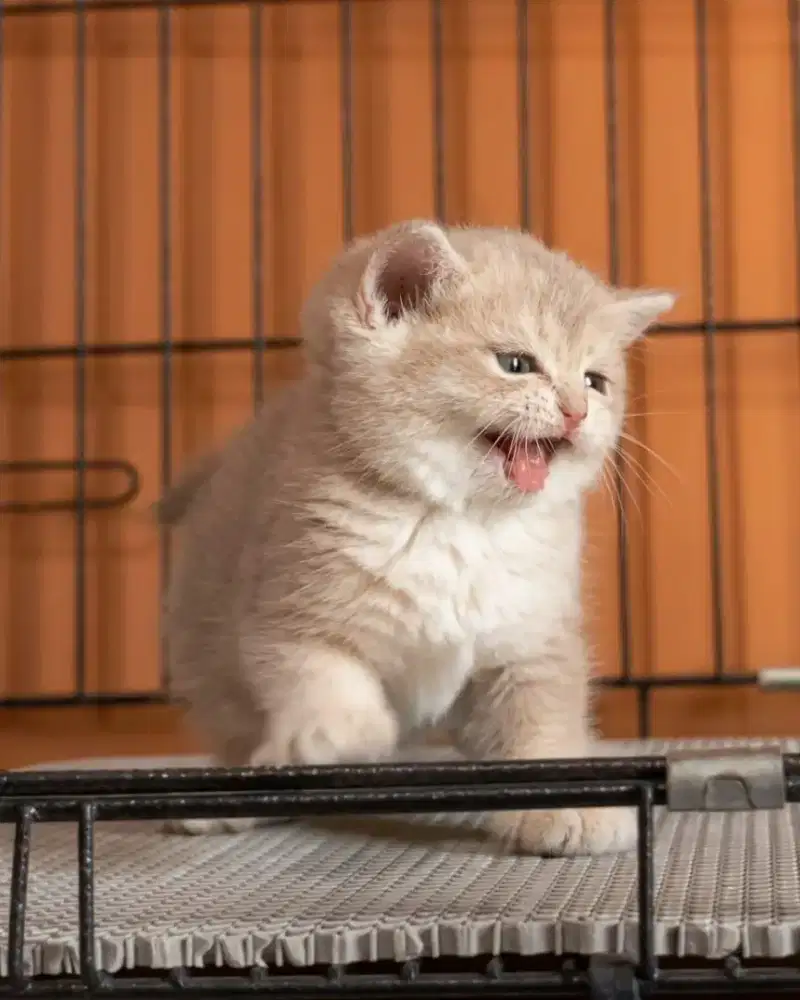 BSH BRITISH SHORTHAIR BLUE GOLDEN BETINA