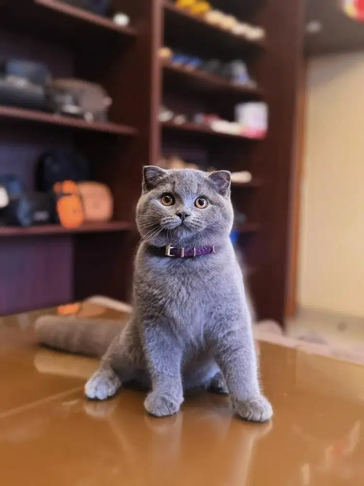 Kucing Scottish Fold MALE SF BSH