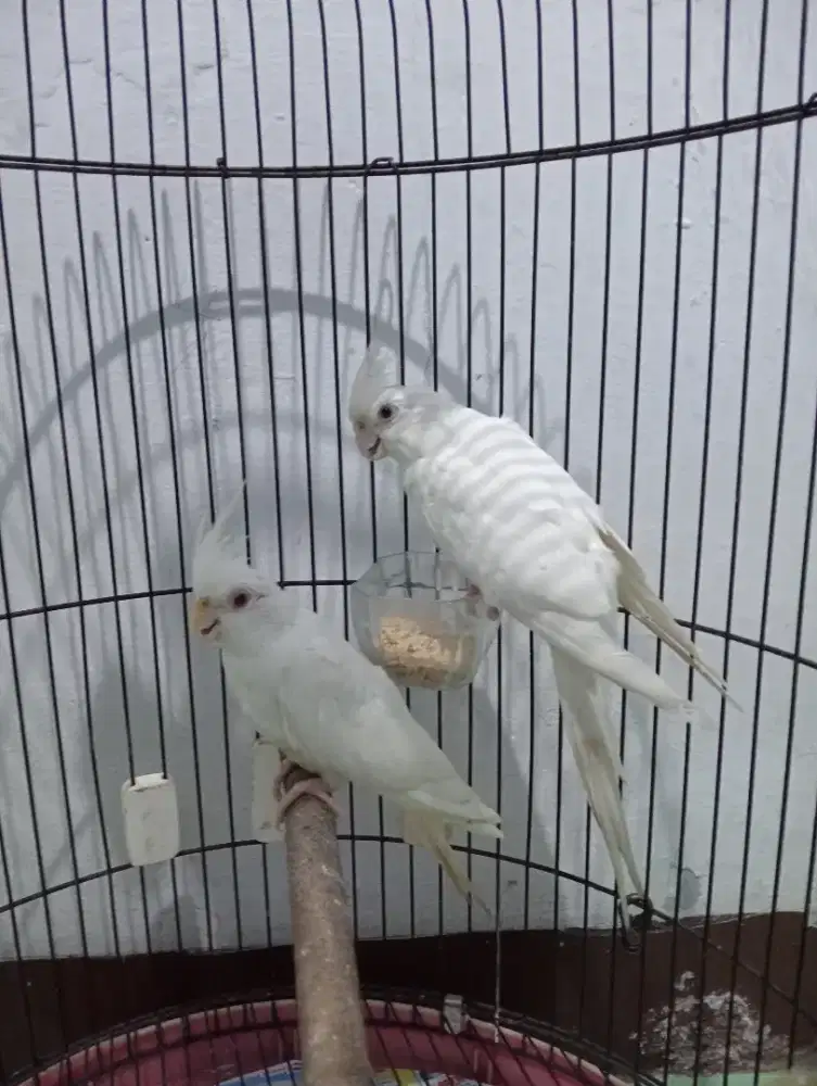 Sepasang dewasa falk albino Rm + Mm