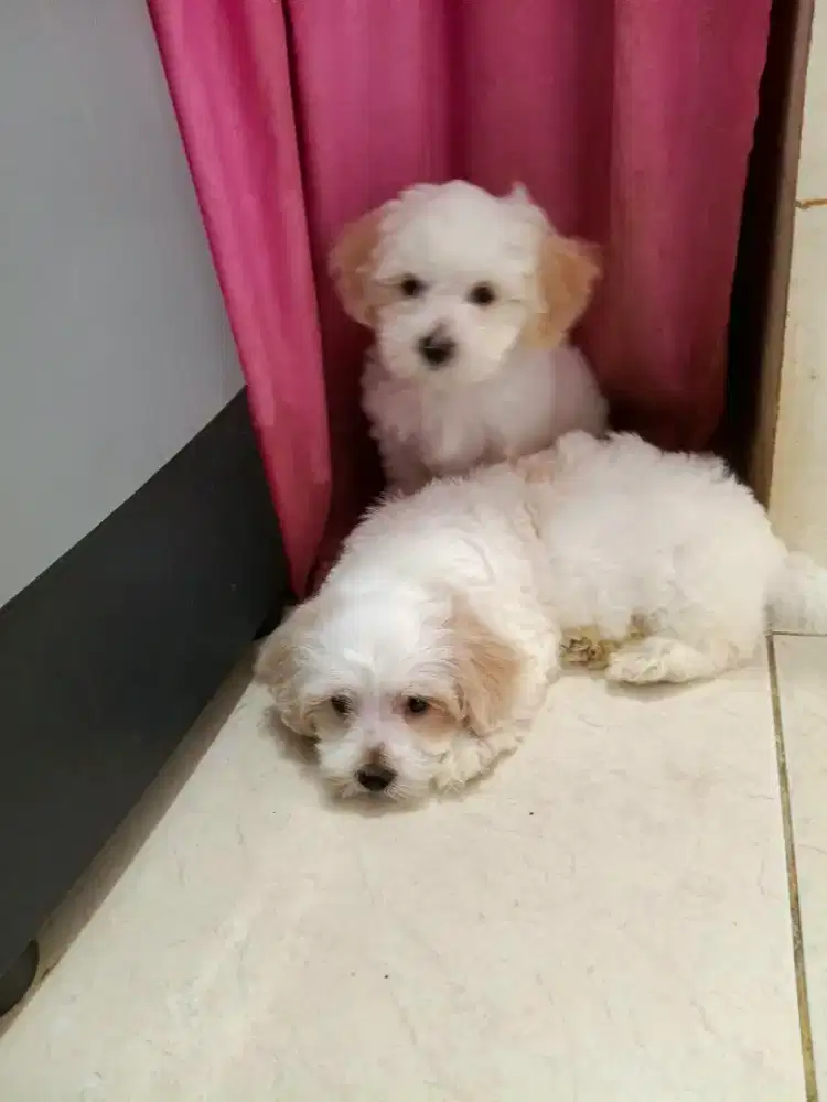 Poodle mix Maltese / Maltipoo good quality