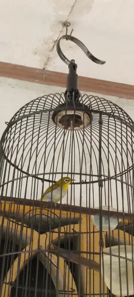 Jual burung kacamata endemik