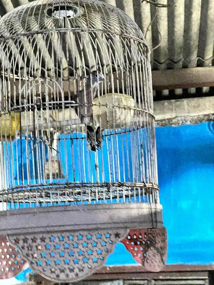 perkutut bangkok jantan