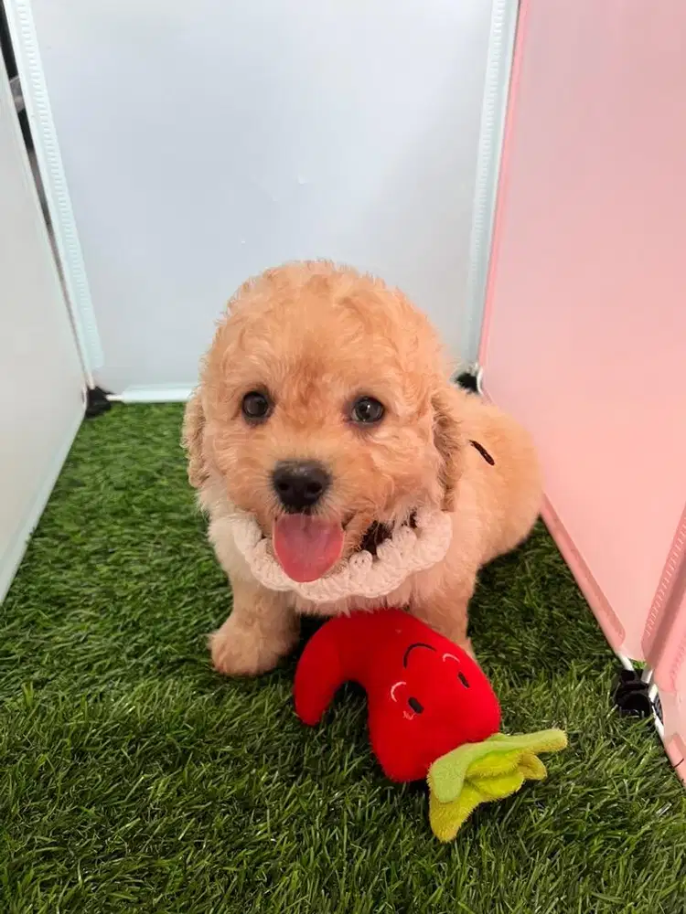 Maltipoo 2 jantan warna aprikot dan broken white
