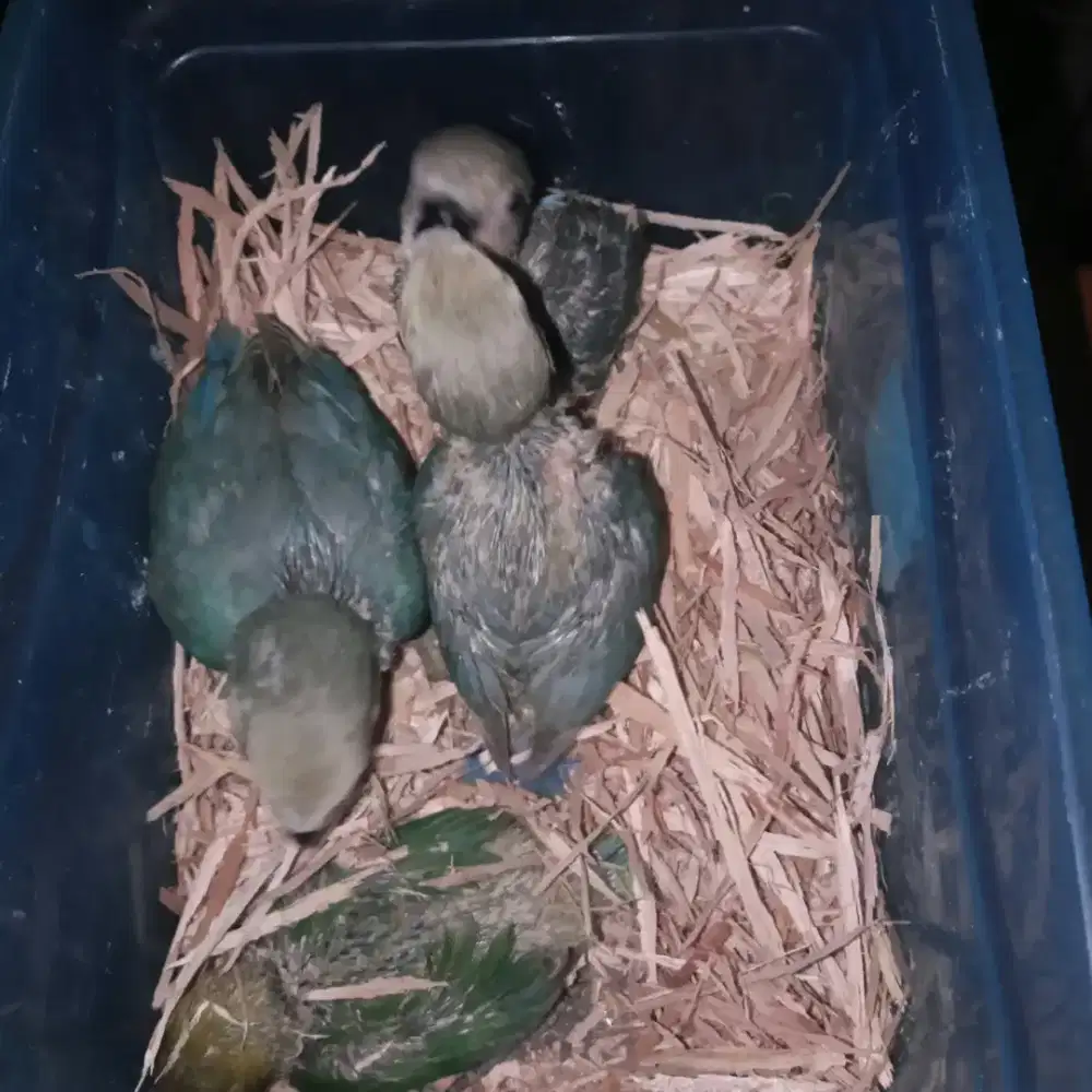 Jual lolohan/anakan lovebird nonklep