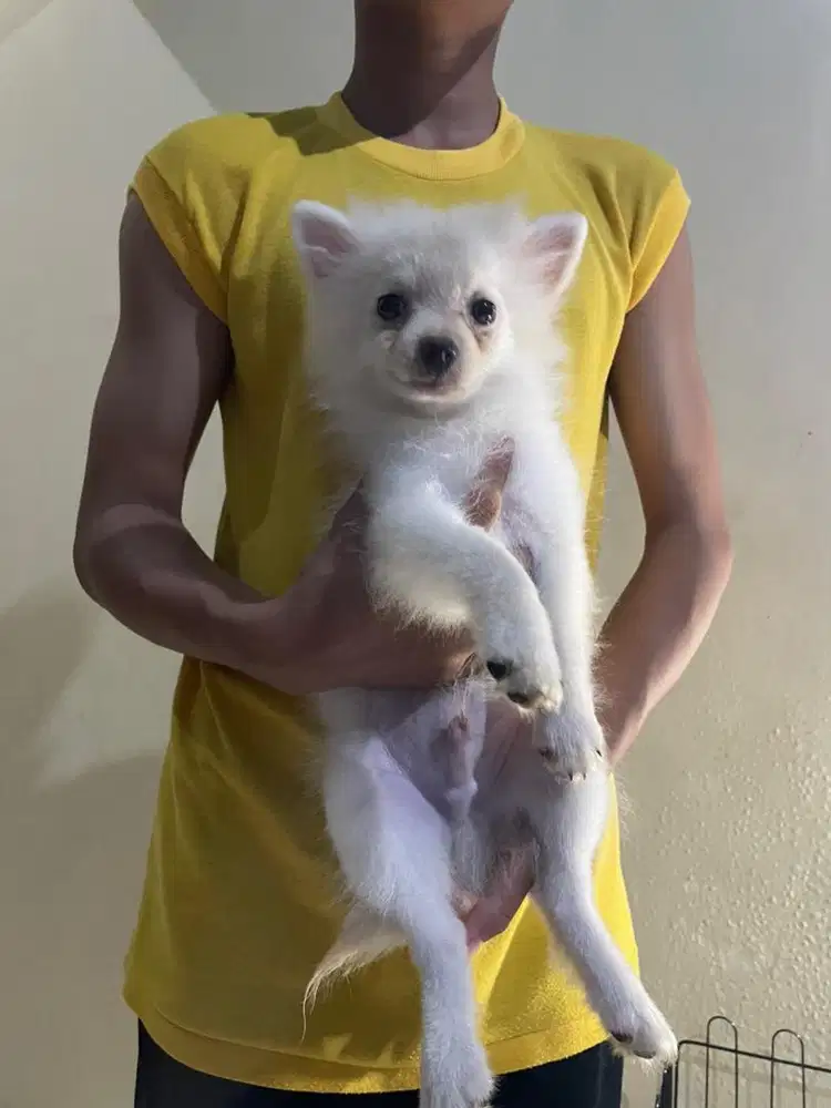 Minipom jantan usia 3 bulan