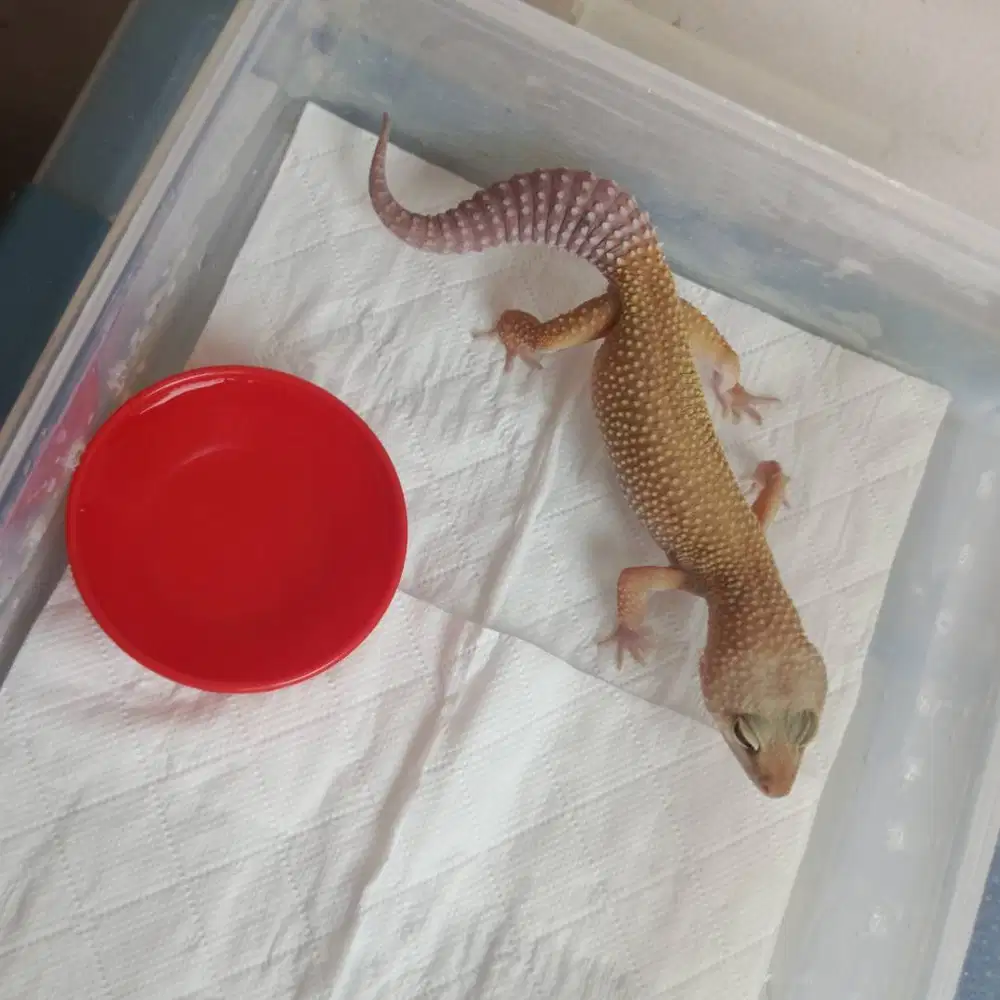 Gecko leopard murah jual 4 sekaligus, boleh satuan harga boleh chat
