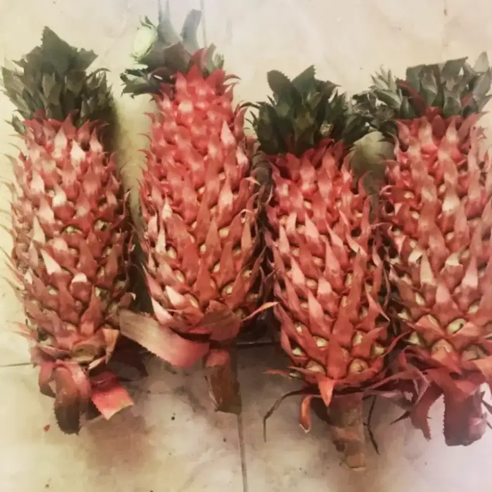 Nanas muda / nanas merah segar