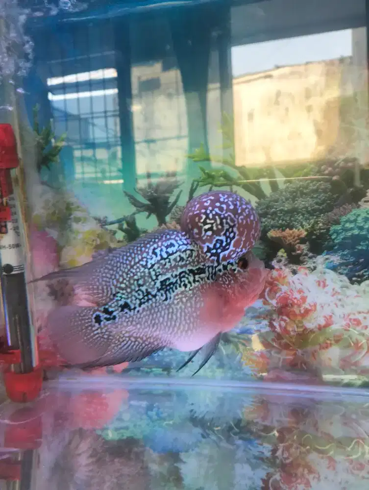 ikan peliharaan pribadi