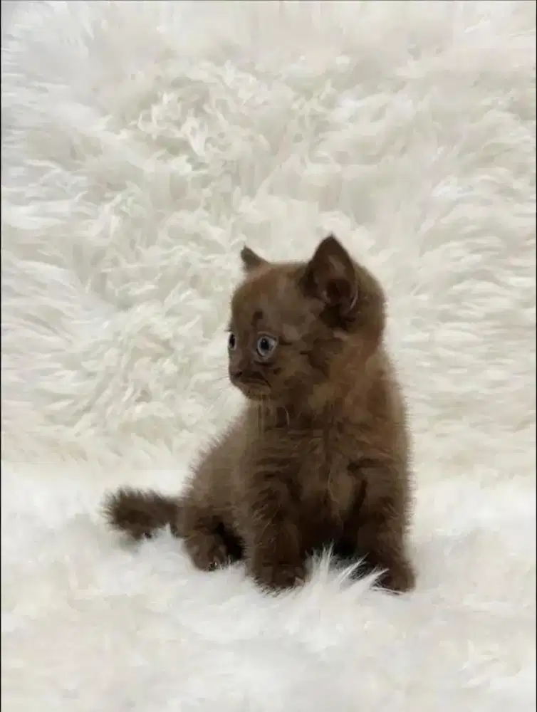 MUNCHKIN BSH CHOCO CINAMON KITTEN JANTAN