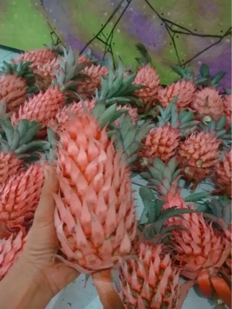 Nanas muda / nanas merah fresh