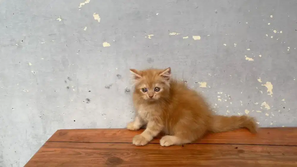 Lepas adopsi kucing persia