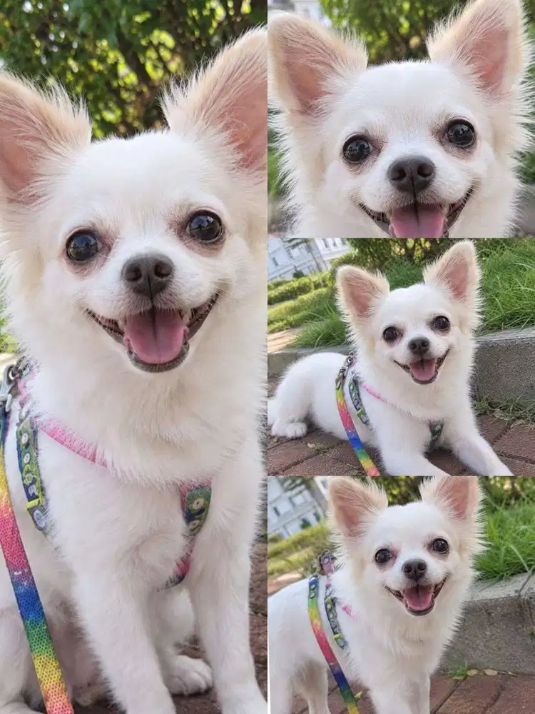 Dijual Pom Betina