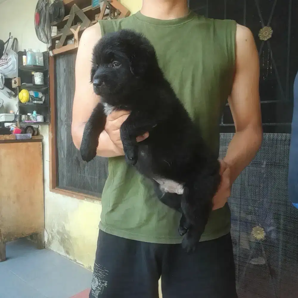 Anak anjing blasteran full black