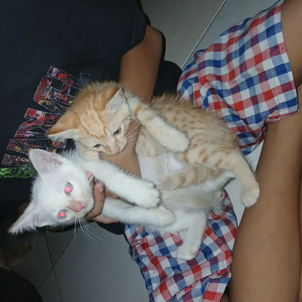 Anak kucing 2bulan masih lucu2