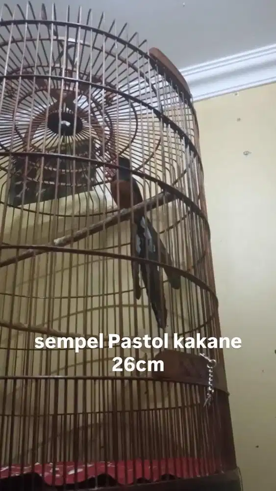 murai batu trotol jantan trah Balak Sabang Raja ekor 28cm