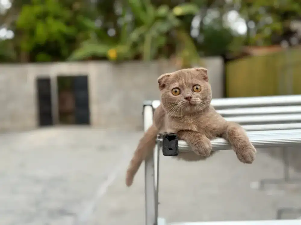 Kucing Scottish fold betina lilac 3,5 bln